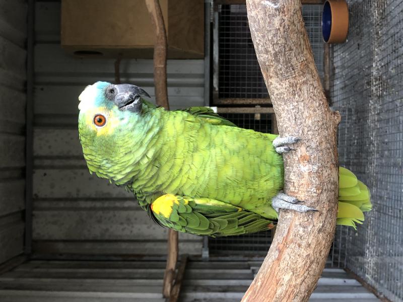 Yellow winged blue front amazons