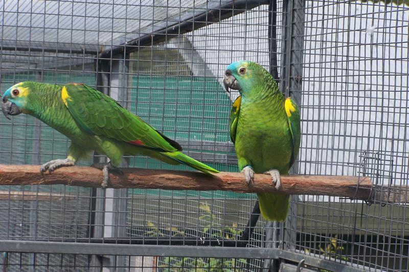 BLUE FRONTED AMAZONS BREEDING PAIR