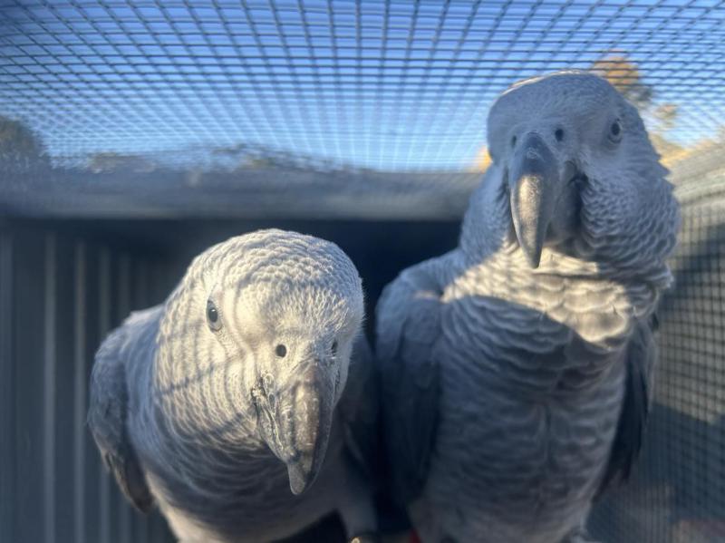 CONGO AFRICAN GREYS
