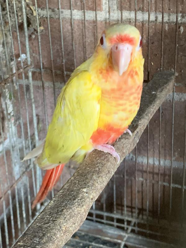 Fallow Pineapple Green Cheek Conures. Young Pair For Sale