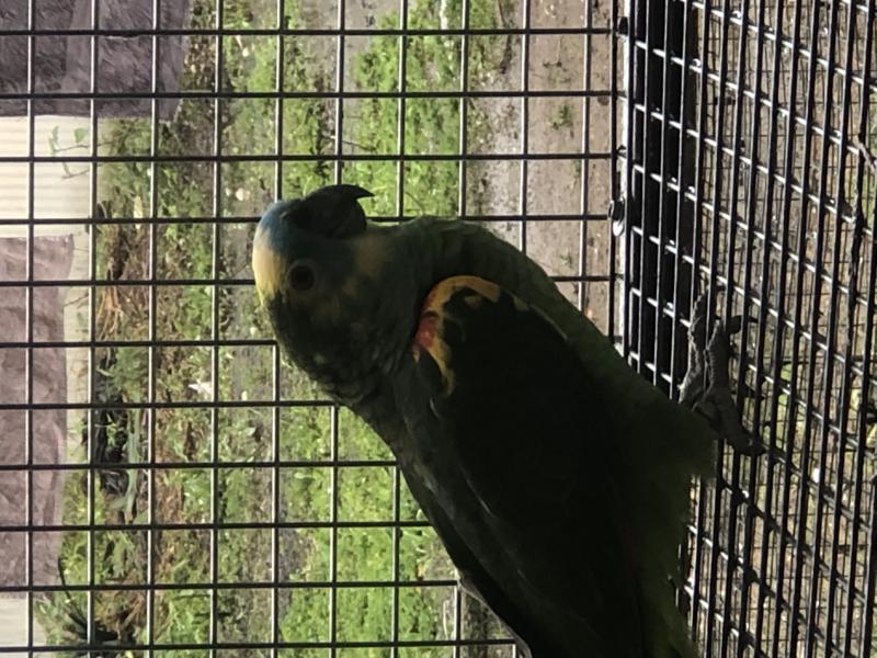 Blue fronted amazons