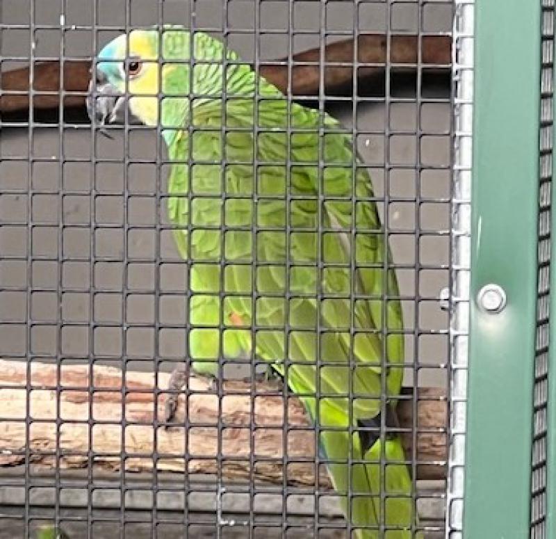 Blue front amazon mature breeding cockbird
