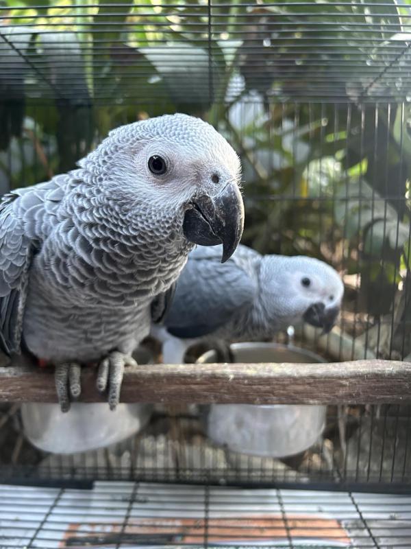CONGO AFRICAN GREYS