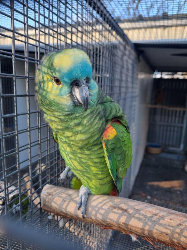 Blue Fronted Amazons