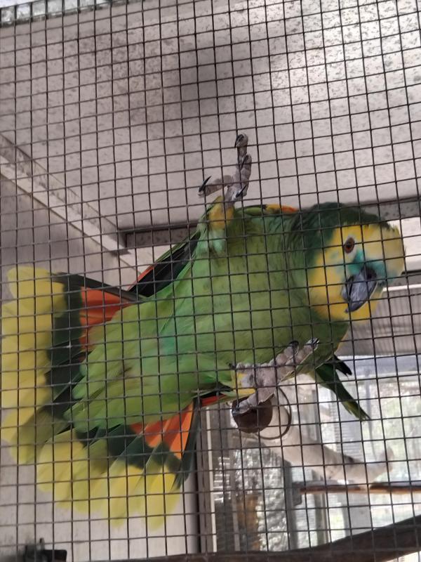 Blue Fronted Amazon. Breeding Pair