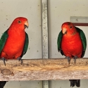 Breeding pair of King Parrots