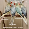 OPALINE CLEARTAIL AND CLEARTAIL INDIAN RINGNECKS