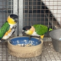 BREEDING PAIR BLACKHEADED CAQUIES