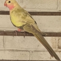 -   PRINCESS   PARROT   MUTATION   -