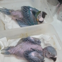 blue and Gold macaws babies