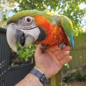 Harlequin macaws