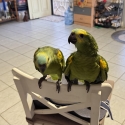 Amazons  Amazons H/Reared