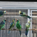 Mallee Ringneck Cocks