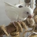 Hand Raised Female Quaker Parrot
