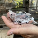 Baby Cockatiel To Be Hand Raised
