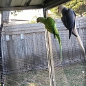 Ringneck Breeders