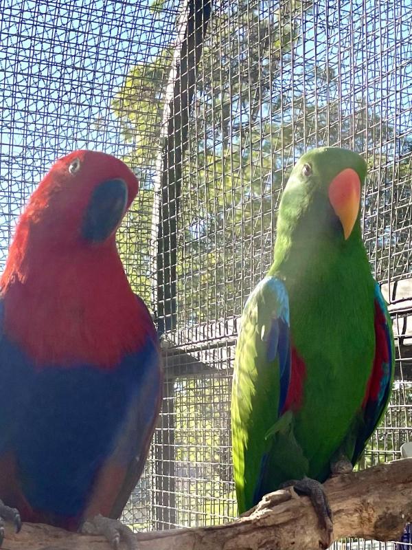 Colony of 7 Eclectus Parrots