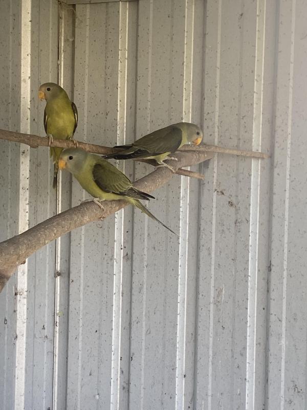 Plumhead Parrots