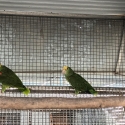 Double yellow headed Amazons parent raised DNA hens and cock can make unrelated pairs or single