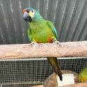 Parrot Sell OUT Lots to Go sale on now