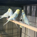 Rainbow Budgies