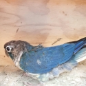 D/f violet greencheek conures blue series