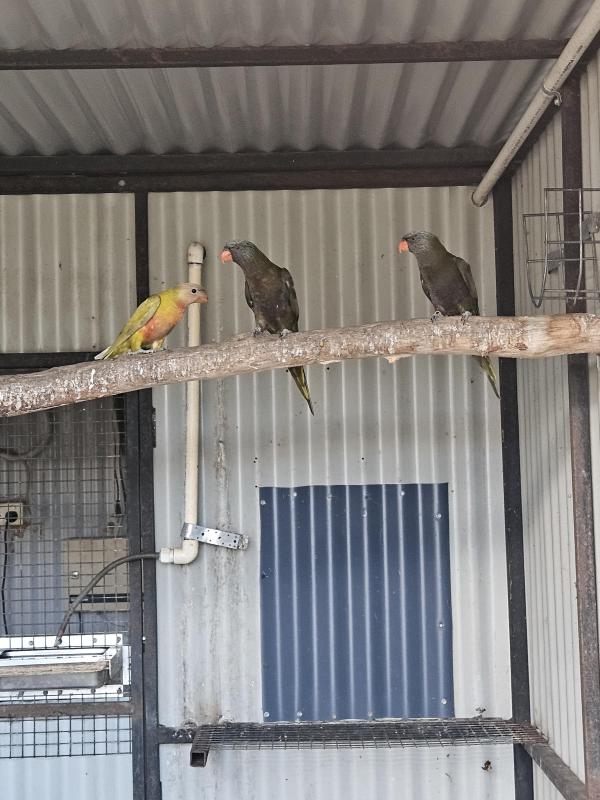 Birds forsale