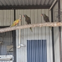 Birds forsale