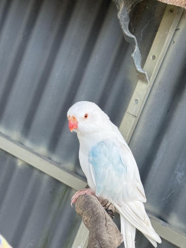 Princess parrot