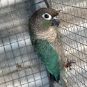 Aviary conures