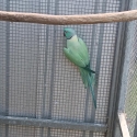 Ringneck Breeders Sale