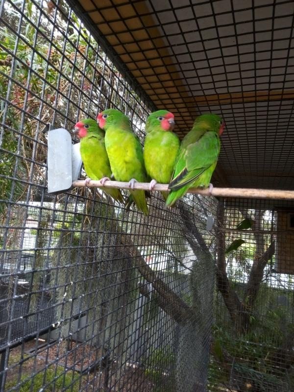 AUST PARROTS & LORIKEETS.