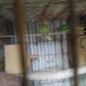 Mutation plumheads breeding pairs