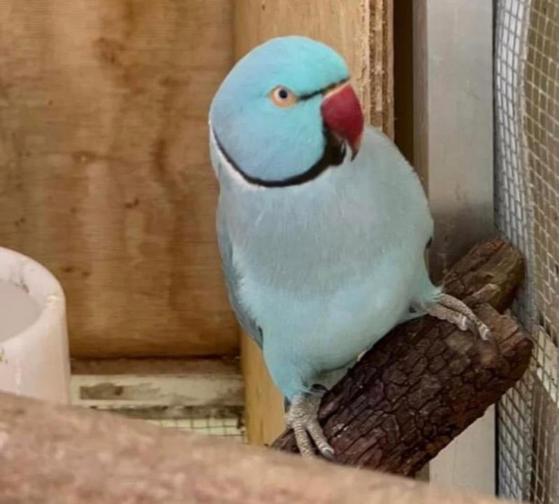 Indian Ringnecks pair