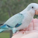WTB BLUE PALLID QUAKER HEN