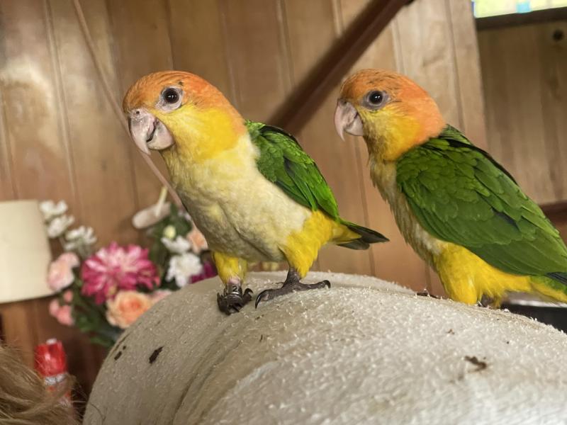 White bellied caiques