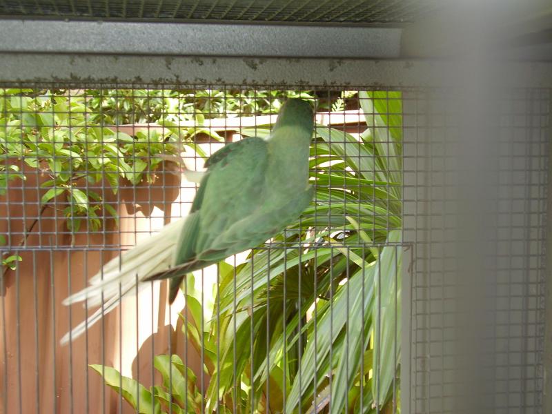 Ringneck    Opaline   Cleartail