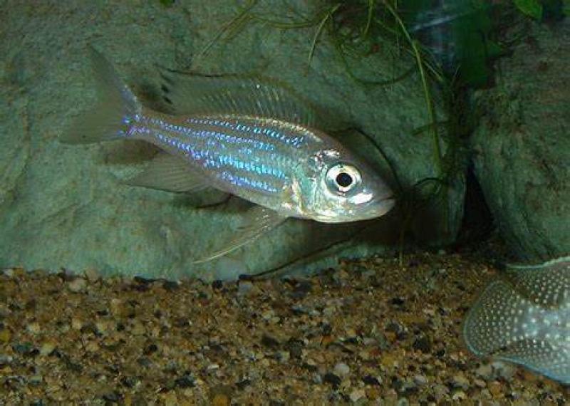 FS: Aulonocranus Dewindti Cichlid