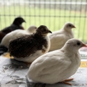 Quails