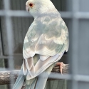 Fallow Blue Kakariki mutations