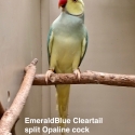 OPALINE CLEARTAIL AND CLEARTAIL INDIAN RINGNECKS
