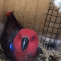 Mature breeding Eckies $450 each or $800 pair