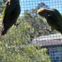 Gold Capped Conure pair
