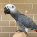 Baby Hand Reared Female African Grey