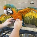 1 Male Left Baby Hand Reared Catalina Macaw