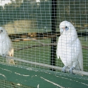 domestic parrot rescue closing adoption