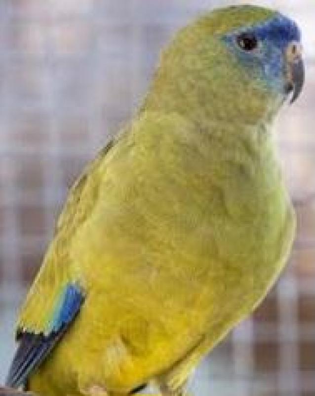 Rock Parrots