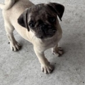 fawn merle pug puppy