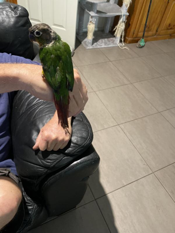 H/raised green cheeked conures for pets