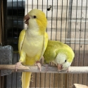 Breeding Pair Quaker Parrots